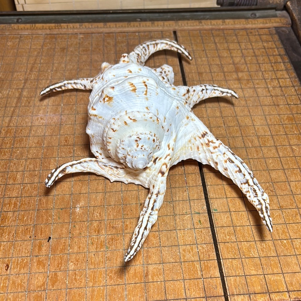 Spider Conch Natural White Brown Shell 10”Lx6.5”Wx2.75”H Beach Bath 11.4oz - Picture 4 of 17